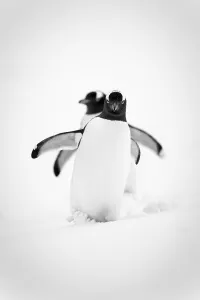 Monochrome image of two gentoo penguins (Pygoscelis papua) waddling in line across a snowy slope Monochrome image of two gentoo penguins (Pygoscelis papua) waddling in line across a snowy slope