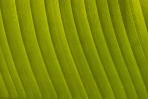 Morocco, Detail of leaf in the gardens of La Mamounia Hotel; Marrakech Morocco, Detail of leaf in the gardens of La Mamounia Hotel; Marrakech