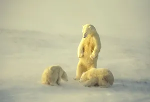 Mother polar keeps watch over cubs in the warm glow of the sunlight, Hudson's Bay, Manitoba, Canada Mother polar keeps watch over cubs in the warm glow of the sunlight, Hudson's Bay, Manitoba, Canada
