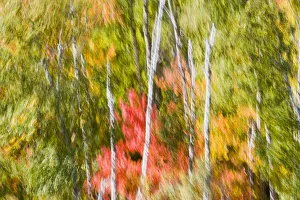 Motion Blur Of High Winds In A Fall Forest Near Carlton Peak In Temperance River Motion Blur Of High Winds In A Fall Forest Near Carlton Peak In Temperance River