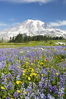 Mount Rainier National Park, Washington, United States Of America; Wildflowers In Mount Rainier National Park, Washington, United States Of America; Wildflowers In