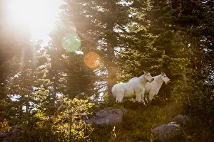 Mountain goats, High Divide Trail, Olympic National Park, Washington USA Mountain goats, High Divide Trail, Olympic National Park, Washington USA
