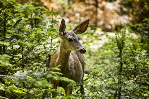 Mule Deer (Odocoileus Hemionus), Sequoia National Park; California, United States Of America Mule Deer (Odocoileus Hemionus), Sequoia National Park; California, United States Of America