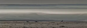 Mule Deer On The Prairies With Fog Shrouded Coulees And Buttes In The Distance Mule Deer On The Prairies With Fog Shrouded Coulees And Buttes In The Distance
