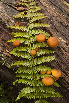 Mushrooms Growing On A Log With A Fern Branch; Nova Scotia, Canada Mushrooms Growing On A Log With A Fern Branch; Nova Scotia, Canada