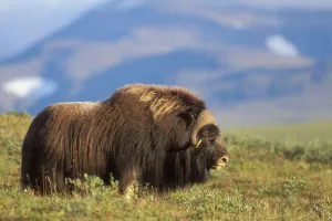Musk Ox Bull Standing On Tundra In Late Summer On The Seward Peninsula Near Nome Musk Ox Bull Standing On Tundra In Late Summer On The Seward Peninsula Near Nome