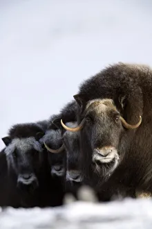 Musk-Ox Cows & Calves In A Defensive Lineup During Winter On The Seward Peninsula Near Musk-Ox Cows & Calves In A Defensive Lineup During Winter On The Seward Peninsula Near