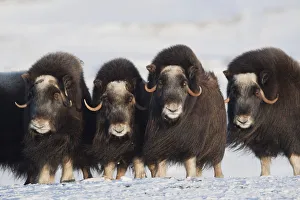 Musk-Ox Cows In A Defensive Lineup During Winter On The Seward Peninsula Near Nome Musk-Ox Cows In A Defensive Lineup During Winter On The Seward Peninsula Near Nome
