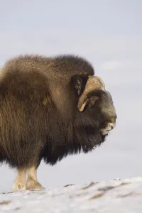 Muskox Bull Standing Broadside On Frozen Tundra During Winter On The Seward Peninsula Muskox Bull Standing Broadside On Frozen Tundra During Winter On The Seward Peninsula