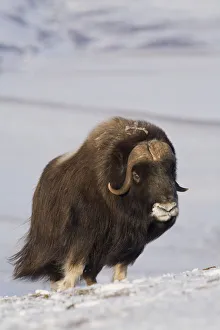 Muskox Bull Standing In The Wind On Frozen Tundra During Winter On The Seward Peninsula Muskox Bull Standing In The Wind On Frozen Tundra During Winter On The Seward Peninsula
