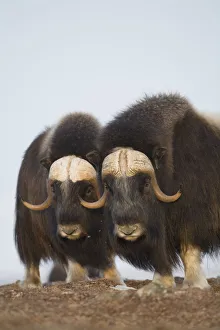 Muskox Bulls On Windswept Ridge During Winter On The Seward Peninsula Near Nome Muskox Bulls On Windswept Ridge During Winter On The Seward Peninsula Near Nome