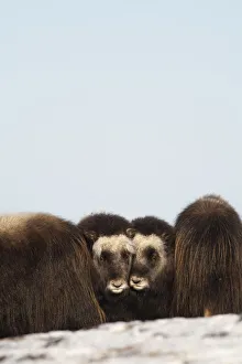 Two Muskox Calves Protected In The Middle Of A Herd During Winter On The Seward Peninsula Two Muskox Calves Protected In The Middle Of A Herd During Winter On The Seward Peninsula