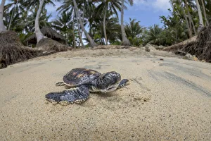 Newly hatched baby Green sea turtle (Chelonia mydas), an endangered species Newly hatched baby Green sea turtle (Chelonia mydas), an endangered species