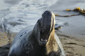Northern Elephant Seal (Mirounga Angustirostris) On The Central California Coast; California, United States Of America Northern Elephant Seal (Mirounga Angustirostris) On The Central California Coast; California, United States Of America
