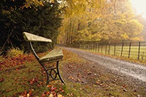 Northumberland, England; A Bench Along A Road In Autumn Northumberland, England; A Bench Along A Road In Autumn