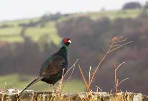 Northumberland, England; A Bird With A Red Patch Of Feathers Around Its Eye Northumberland, England; A Bird With A Red Patch Of Feathers Around Its Eye