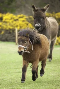 Northumberland, England; Two Ponies Running In A Field Northumberland, England; Two Ponies Running In A Field