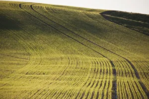 Northumberland, England; Rows Of A Crop In A Field Northumberland, England; Rows Of A Crop In A Field
