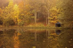 Northumberland, England; Trees Along The Water In Autumn With A Small Shed On The Shore Northumberland, England; Trees Along The Water In Autumn With A Small Shed On The Shore