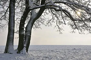 Oak Tree on Winter Morning, Vielbrunn, Hesse, Germany Oak Tree on Winter Morning, Vielbrunn, Hesse, Germany