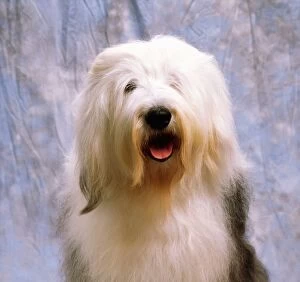 Old english sheepdog standing hi-res stock photography and images - Alamy