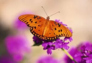 Images Dated 28th June 2006: Orange Butterfly