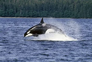 Orca Whale Breaching Cross Sound Inside Passage Se Ak Southeast Alaska Summer Orca Whale Breaching Cross Sound Inside Passage Se Ak Southeast Alaska Summer