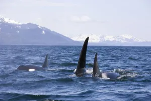 Orca Whales Surface In Lynn Canal With Chilkat Mountains In The Distance, Inside Passage Orca Whales Surface In Lynn Canal With Chilkat Mountains In The Distance, Inside Passage