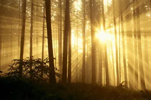 Oregon, Eugene, Spencer Butte Park Sunlight Filters Through Fog, Trees In Forest A24E Oregon, Eugene, Spencer Butte Park Sunlight Filters Through Fog, Trees In Forest A24E