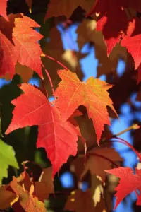 Oregon, United States Of America; Leaves In Autumn Colors In Willamette Valley Oregon, United States Of America; Leaves In Autumn Colors In Willamette Valley