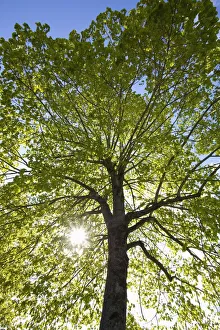 Oregon, United States Of America; Sunlight Shining Through A Tree Oregon, United States Of America; Sunlight Shining Through A Tree