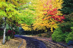 Oregon, United States Of America; Trees Lining The Road In Autumn Colors Oregon, United States Of America; Trees Lining The Road In Autumn Colors