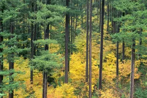 Oregon, Willamette National Forest, Vine Maple And Douglas Fir Trees In Fall, Green Oregon, Willamette National Forest, Vine Maple And Douglas Fir Trees In Fall, Green