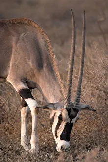 Oryx (Oryx Beisa), Samburu National Reserve, Kenya; Oryx Oryx (Oryx Beisa), Samburu National Reserve, Kenya; Oryx