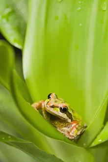 Pacific Chorus Frog (Pseudacris Regilla) In Leaf Rosette; St. Albert, Alberta, Canada Pacific Chorus Frog (Pseudacris Regilla) In Leaf Rosette; St. Albert, Alberta, Canada
