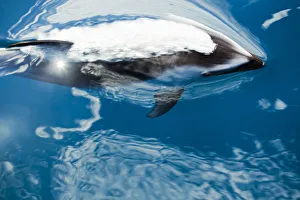 Pacific Ocean, Mexico, Ensenada, Pacific White-Sided Dolphin (Lagenorhynchus Obliquidens) Breaking Ocean Surface Pacific Ocean, Mexico, Ensenada, Pacific White-Sided Dolphin (Lagenorhynchus Obliquidens) Breaking Ocean Surface