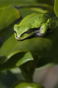 A Pacific Tree Frog (Pseudacris Regilla) Sleeps On A Rhododendron Leaf; Astoria, Oregon, United States Of America A Pacific Tree Frog (Pseudacris Regilla) Sleeps On A Rhododendron Leaf; Astoria, Oregon, United States Of America