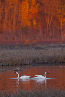 A Pair Of Adult Trumpeter Swans Swim In Potter Marsh Off Seward Highway At Sunset A Pair Of Adult Trumpeter Swans Swim In Potter Marsh Off Seward Highway At Sunset