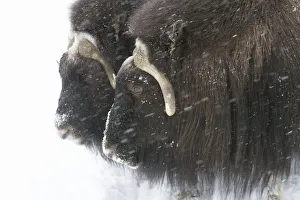 A Pair Of Captive Muskox Cows Stand In A Little Snowstorm At The Alaska Wildlife Conservation Center In Portage A Pair Of Captive Muskox Cows Stand In A Little Snowstorm At The Alaska Wildlife Conservation Center In Portage