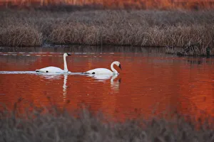 Pair Of Trumpeter Swans Swim In Potter Marsh At Sunset With Sun Casting A Deep Red Pair Of Trumpeter Swans Swim In Potter Marsh At Sunset With Sun Casting A Deep Red