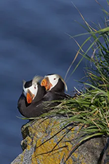 Pair Of Tufted Puffins (Fratercula Cirrhata) Preening On A Lichen Covered Boulder Pair Of Tufted Puffins (Fratercula Cirrhata) Preening On A Lichen Covered Boulder