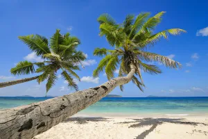 Palm Trees on Beach with Indian Ocean, La Digue, Seychelles Palm Trees on Beach with Indian Ocean, La Digue, Seychelles