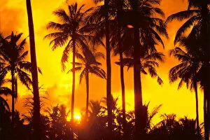 Images Dated 16th April 1999: Palm Trees Silhouetted In Bright Orange Sky, Sunset