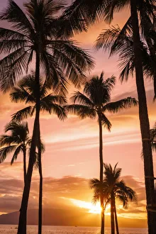 Palm trees at sunset; Maui, Hawaii, United States of America Palm trees at sunset; Maui, Hawaii, United States of America