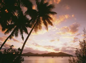 Palm Trees On Tropical Beach At Sunset, Nanuya Lai Lai Palm Trees On Tropical Beach At Sunset, Nanuya Lai Lai