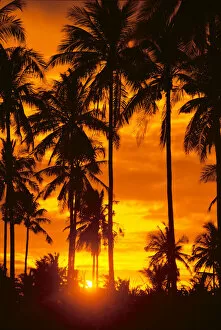 Images Dated 16th April 1999: Many Palms Silhouetted In Vibrant Orange Sunset Sky