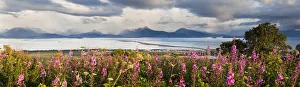 Panorama Of Fireweed (Chamaenerion Angustifolium) Blossoming In The Foreground With Homer Panorama Of Fireweed (Chamaenerion Angustifolium) Blossoming In The Foreground With Homer