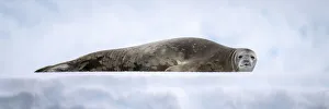 Panorama of Weddell seal (Leptonychotes weddellii) lying on ice; Antarctica Panorama of Weddell seal (Leptonychotes weddellii) lying on ice; Antarctica