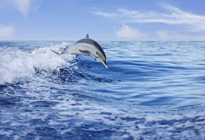 Pantropical spotted dolphin (Stenella attenuata) leaping out of the Pacific Ocean; Hawaii, United States of America Pantropical spotted dolphin (Stenella attenuata) leaping out of the Pacific Ocean; Hawaii, United States of America