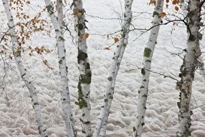 Paper Birch Trees Frame A Frost Covered Wetland Of Sedge Grasses In Hubbard County; Minnesota, United States Of America Paper Birch Trees Frame A Frost Covered Wetland Of Sedge Grasses In Hubbard County; Minnesota, United States Of America
